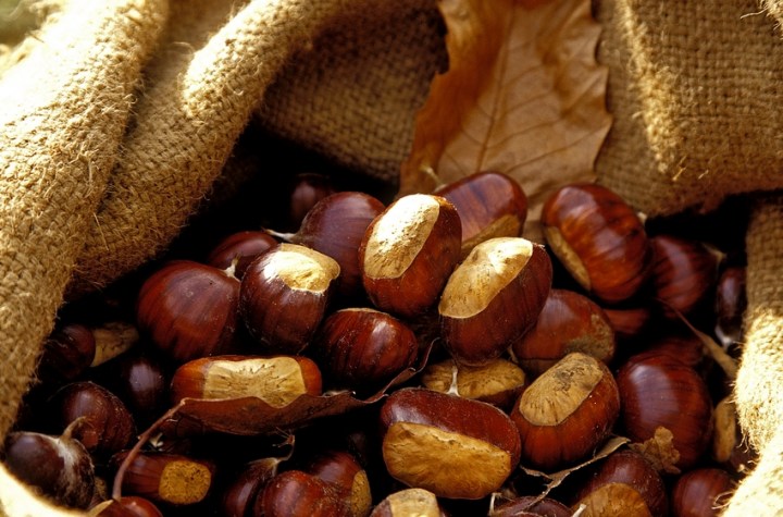 mr146-sac-de-chataignes