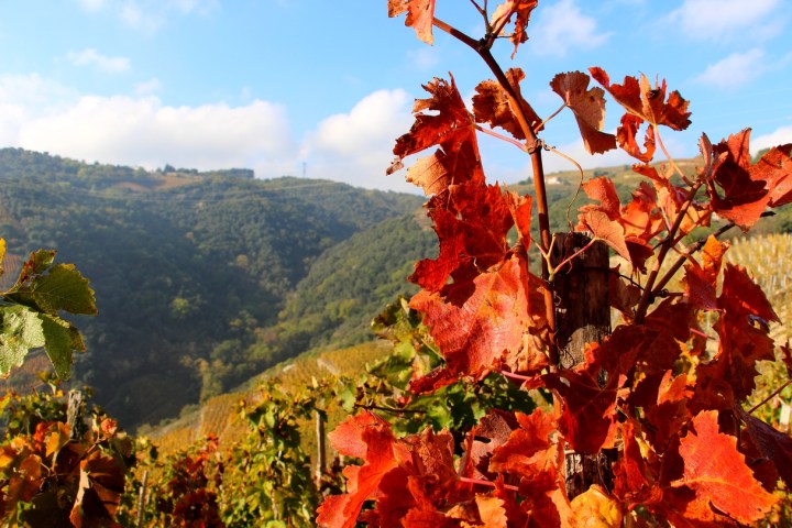 Escapade automnale dans les vignes d&rsquo;Ardèche.