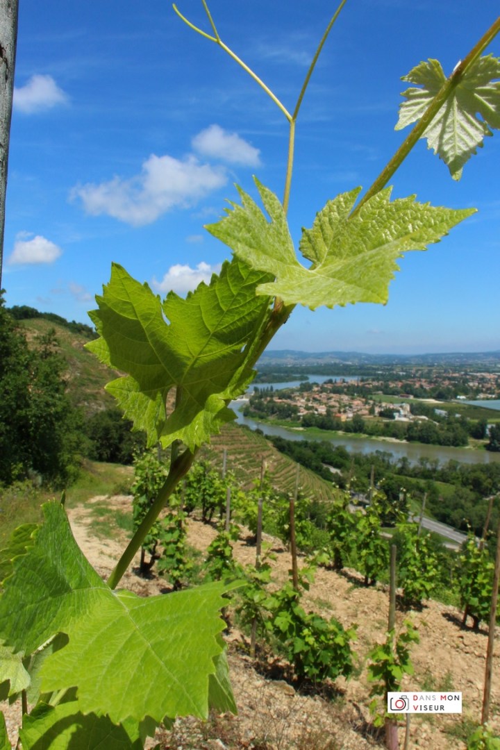 vigne_dansmonviseur