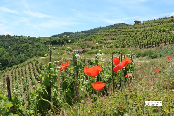 Dans les collines du&nbsp;Saint-Joseph