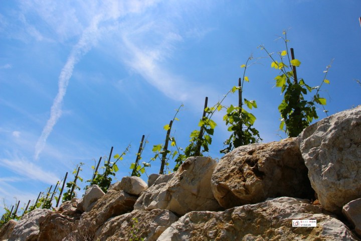 vignesstjoseph_dansmonviseur