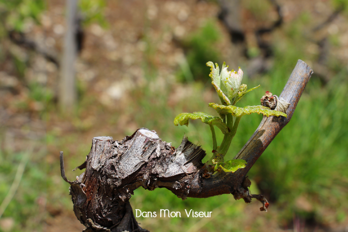 Flâner dans les vignes du&nbsp;Saint-Joseph